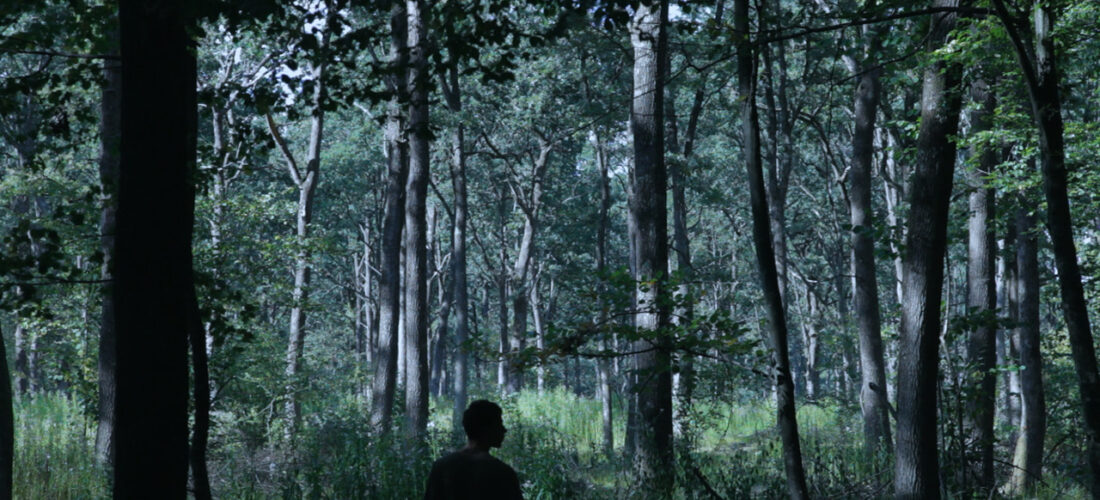 Silhouette of a person standing in a dense green forest with tall trees and sunlight filtering through.